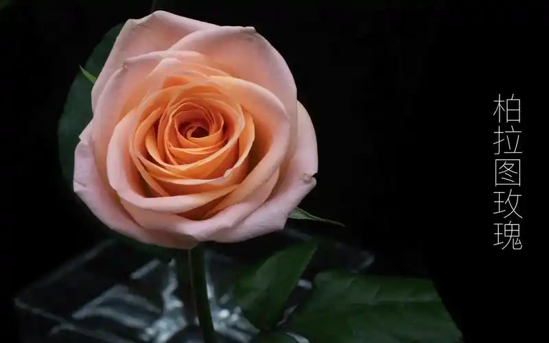 你就是我最美的期待#柏拉图玫瑰 #花与生活 #花开瞬间