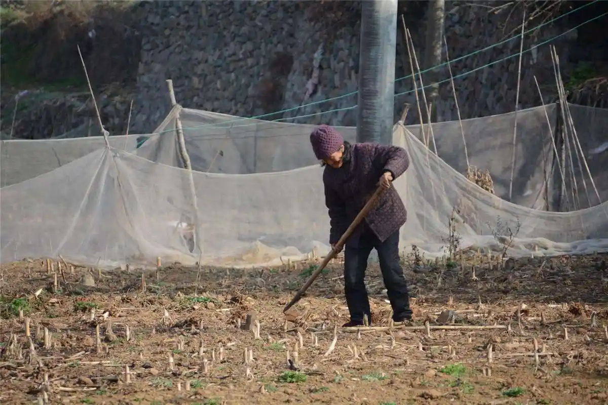 农村一些老人上了年纪还在干活,是子女不孝还是养老金太少?