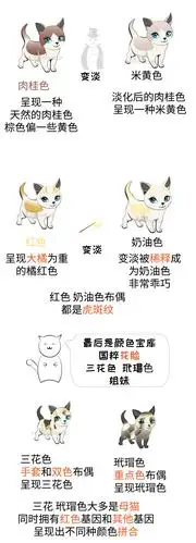 史上最全布偶猫花色图解