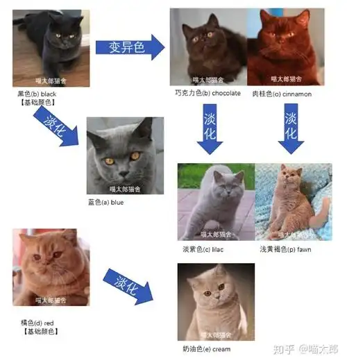 一文看懂英短金渐层色号