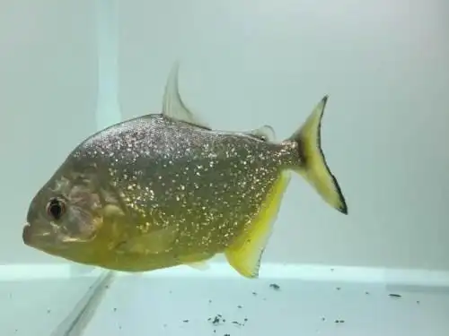 旧金山黄钻9-11厘米