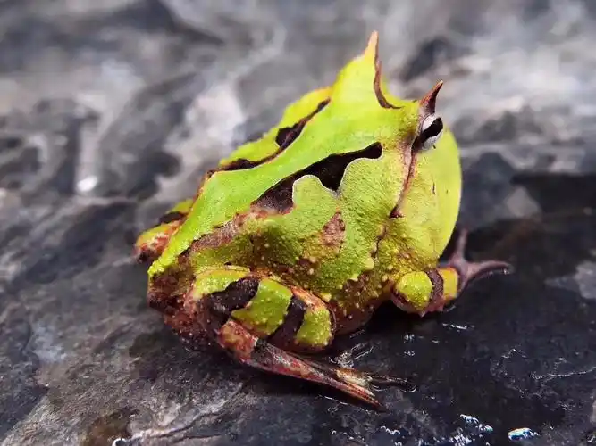 绿霸王角蛙,450元