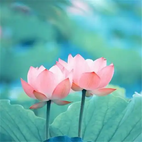 清新风景静物头像