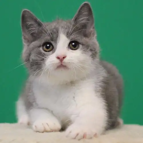 自家繁殖纯种宠物猫咪活体英国短毛猫英短蓝白正八字幼猫粉鼻弟弟