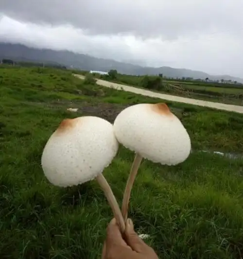 云南放牛场长出白色蘑菇目击者采摘后不知何物