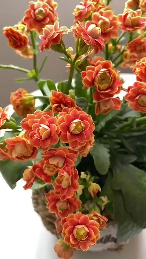 长寿花洛桑女神金狐狸新品种带花苞包邮到家