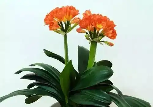 十二生肖养什么植物最旺财运?你知道吗!