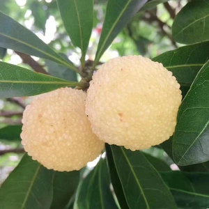 水晶杨梅新鲜仙居野生现摘现发当季整箱水果孕妇时令稀有白杨梅