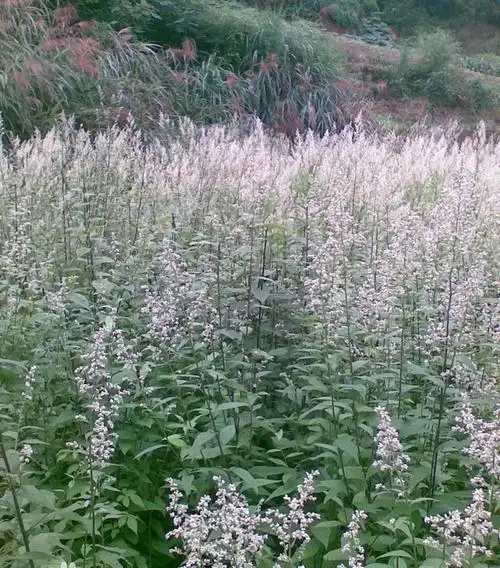 六月霜怎么种植