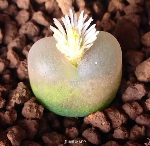 红毛汉尼 & 花毛汉尼