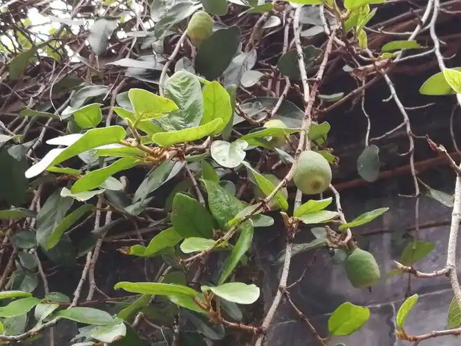 认识植物16一一薜荔