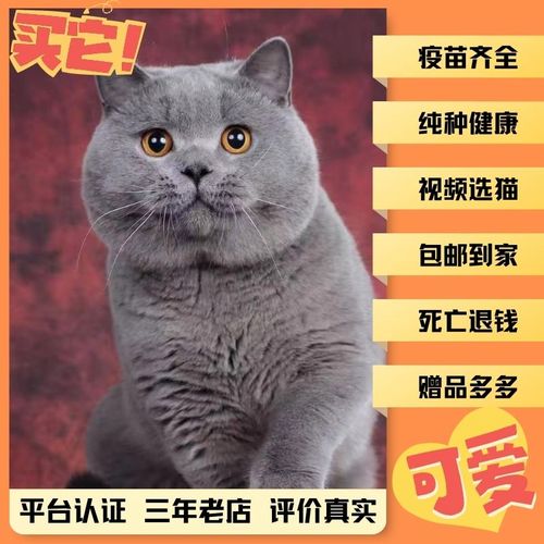 猫猫咪蓝猫蓝白猫银渐层金渐层金吉拉矮脚猫成年猫幼猫英短美短猫