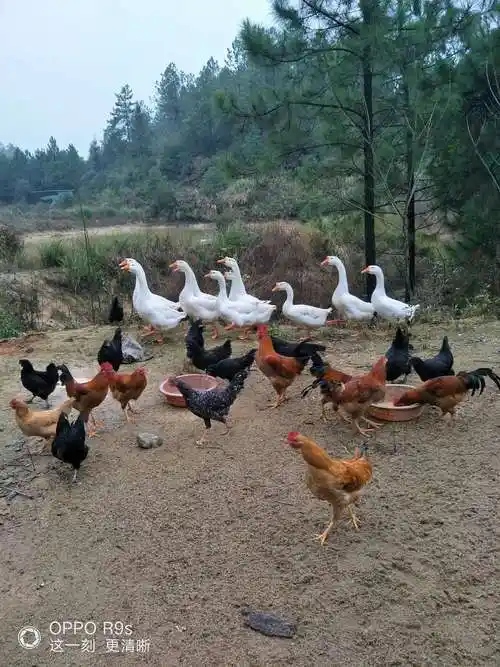 原生态养殖鸡鸭鹅