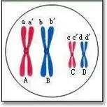 同源染色体和非同源染色体怎么区别谁能给我画个四分体啊