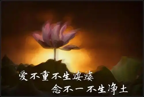 佛语禅心唯美到你用心爱这个世界