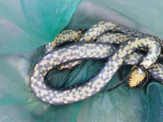 有人知道这是什么蛇吗有没有毒我很着急谢谢了