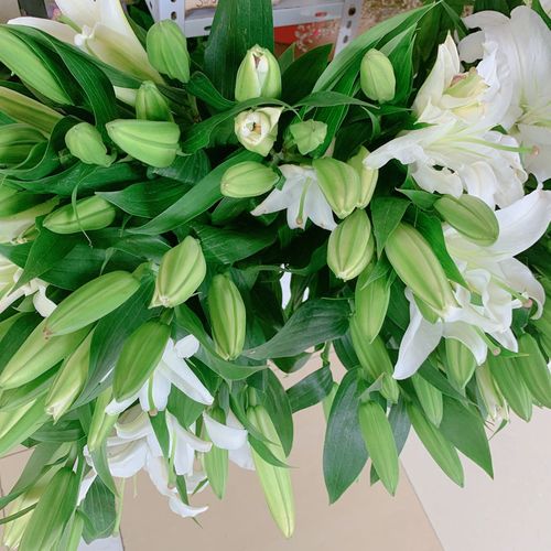 白色香水百合速递同城水养花鲜花家用10支每支花苞4头以上花期长