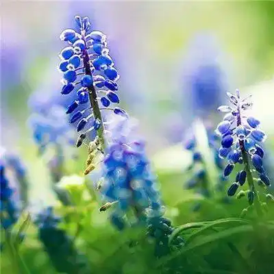 中老年头像大全微信最吉利的好看头像风景花草