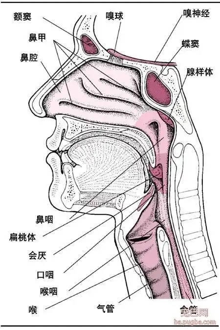 引发呼吸困难的软腭过长症你的法斗有这问题吗