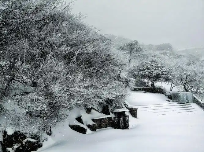 雪花漫天卷地落下来,犹如鹅毛一般,纷纷扬扬.