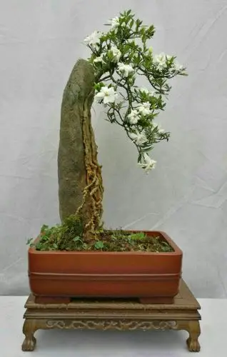 栀子花做盆景观花观叶具佳,特别是那淡淡的香味让人心情舒畅.