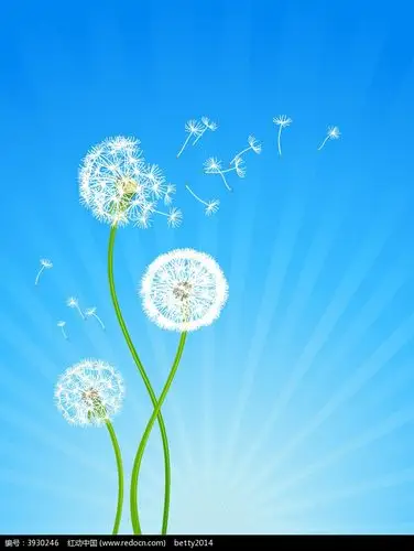 吹散的蒲公英背景素材