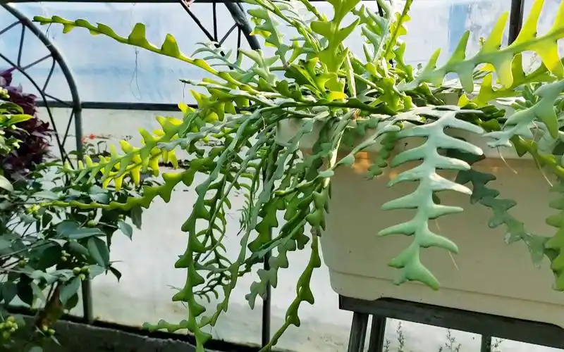 鱼骨令箭必须经历一个"七年",做好养护,才能欣赏它美丽的绽放