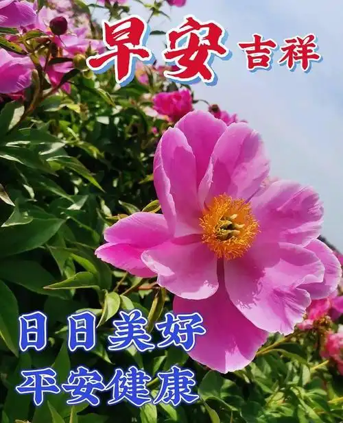 夏天早安问候动态图片表情 夏日暖心的早安问候祝福图片