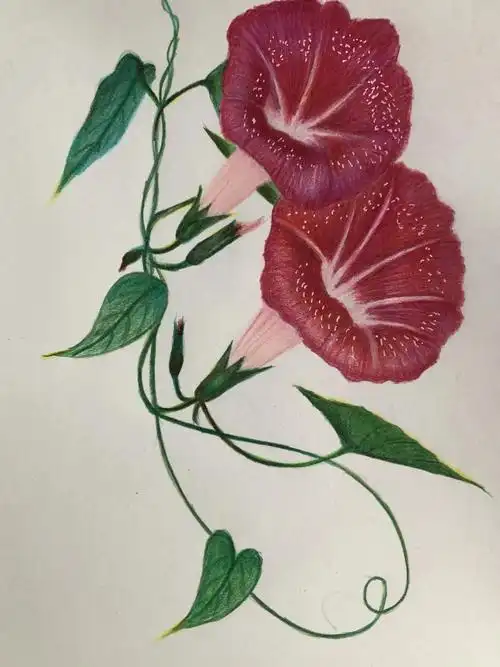 彩铅--花卉之牵牛花(喇叭花)附起型及过程图