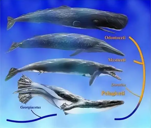 回顾海氏矮海豚一种广泛分布的海豚类动物它有什么特别之处