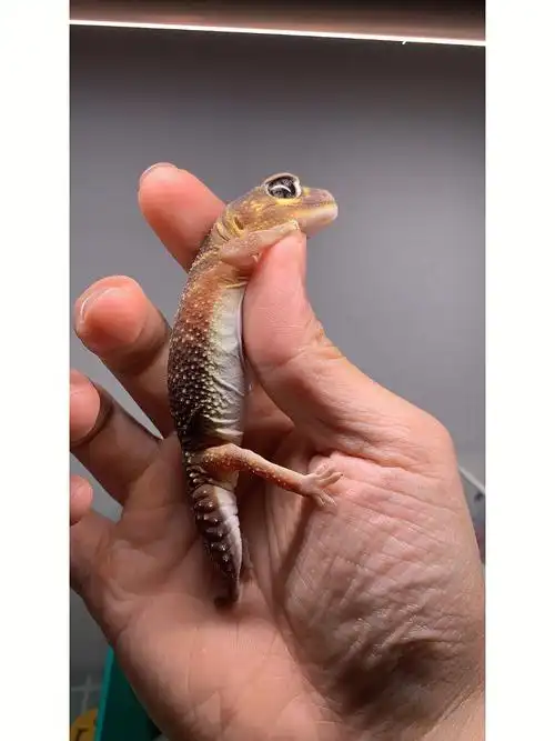 小火龙瘤尾守宫