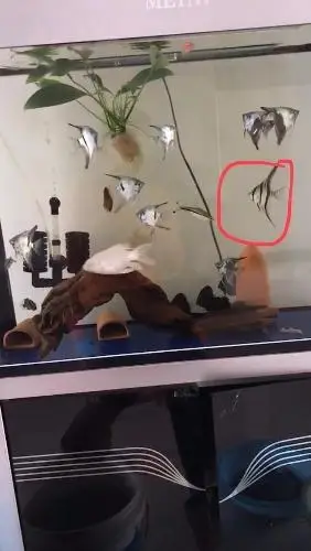 帮鱼友出鱼五条烟熏燕鱼10条阿凡达鱼15条需要的v1281048