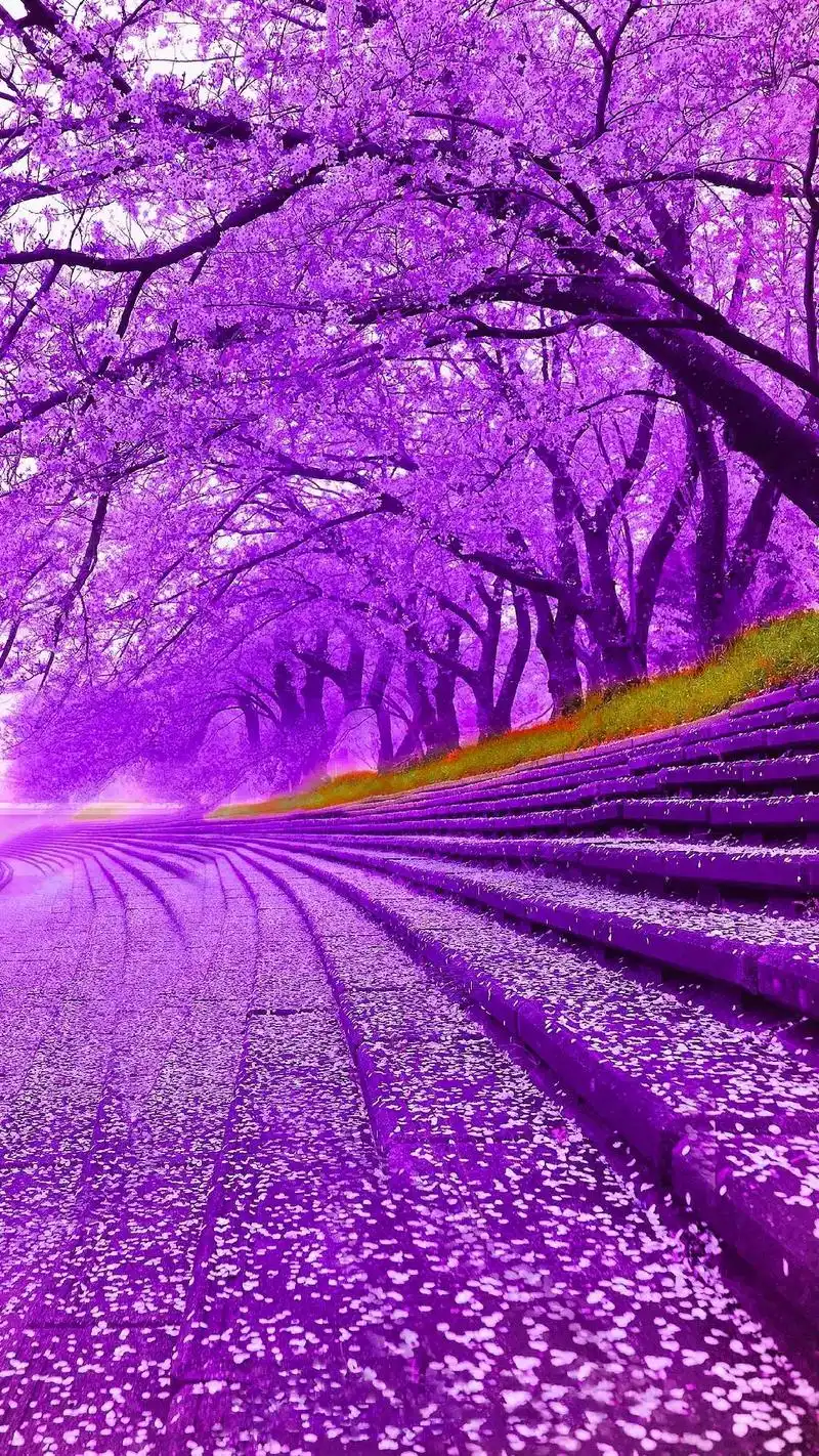 治愈系 #唯美意境 #四季轮回愿一切美好都不期而遇 #枫叶 - 抖音