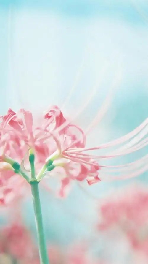 唯美花卉小清新