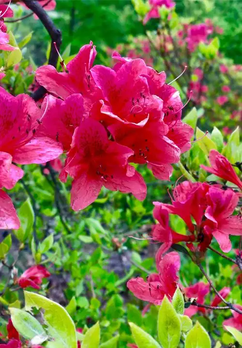 汝阳西泰山杜鹃花