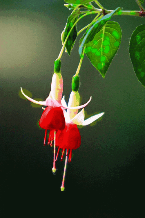 本期同题《牵牛花》