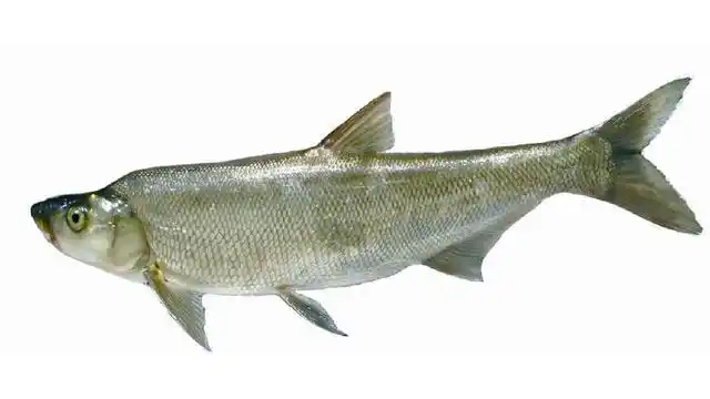 中国淡水鱼图片大全,南方淡水鱼大全