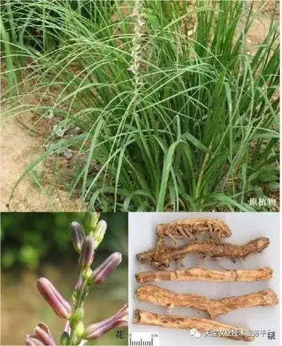 知母价格大涨,四年来均价:13元,13元,18元,31元,价格翻番,鲜品价格6元