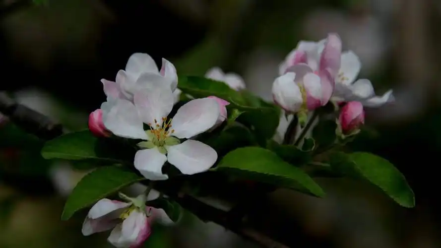 粉白色苹果花图片,桌面背景图片,高清桌面壁纸下载 第10张