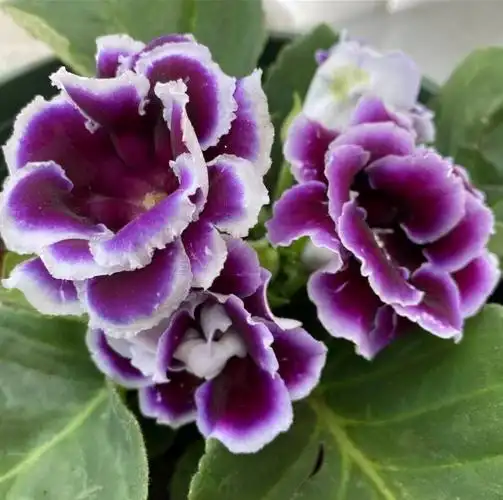 大岩桐的花期及其注意事项