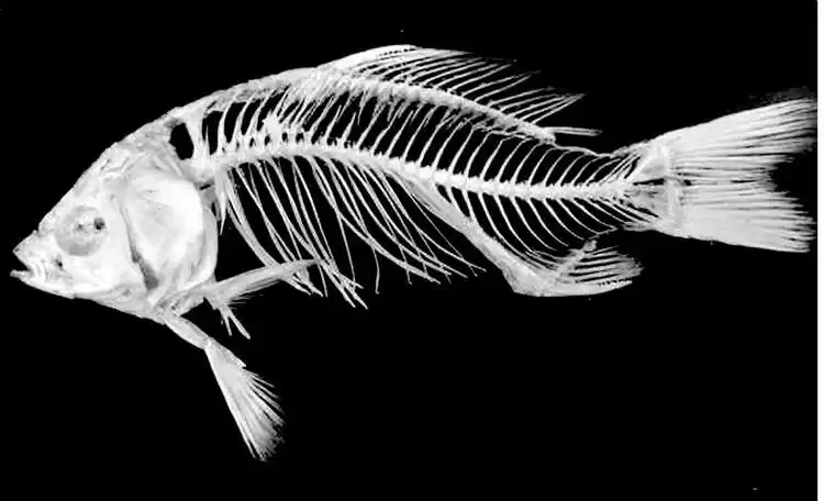 2鱼类的骨骼特征 - wby_6123 - wby_6123的博客