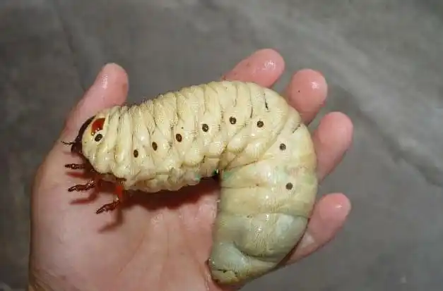 这恶心的虫子你们认识吗?