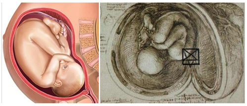 解剖学教科书中的《母腹婴儿》与达芬奇绘制的解剖图《母腹婴儿》