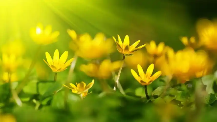 护眼阳光小清新壁纸