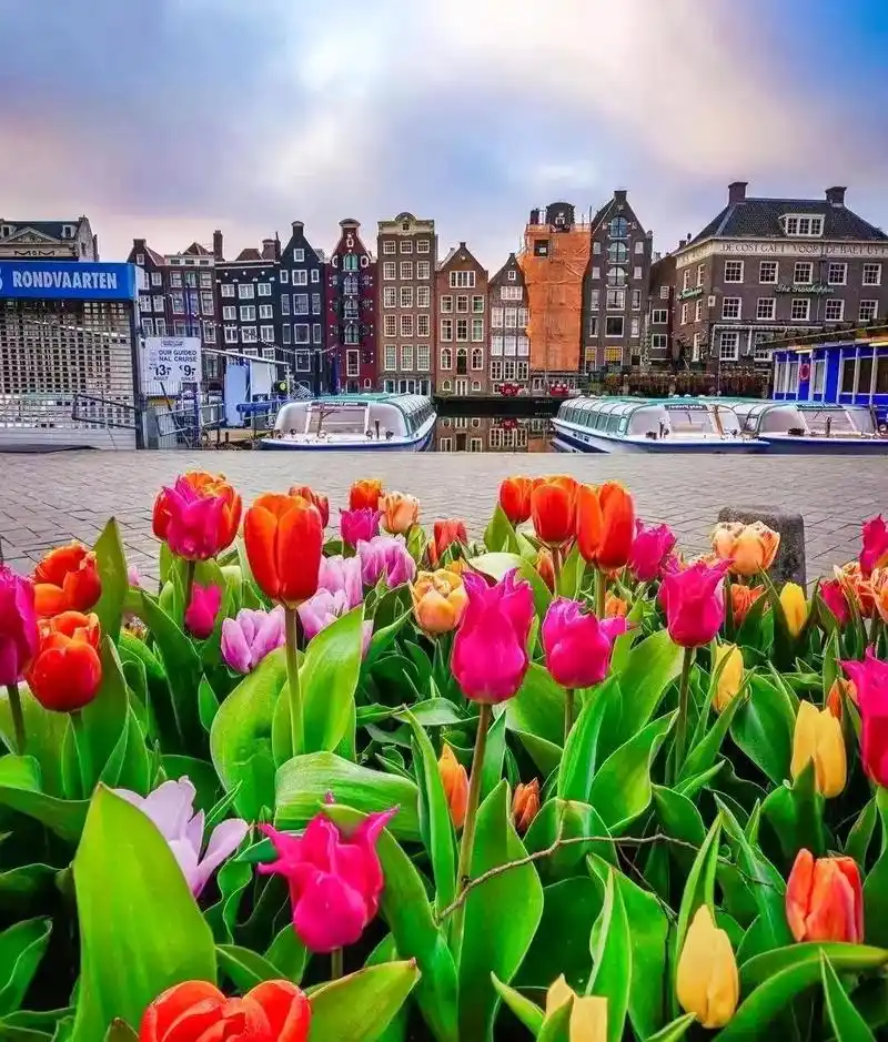 郁金香93风车之国荷兰9997 荷兰,最让人值得回味的美景 - 抖音