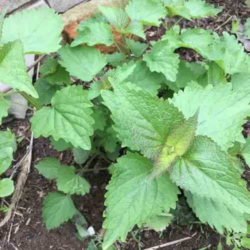 轻恋 新鲜藿香叶 鱼香叶 农家鱼香草 藿香苗草 五香叶 应季蔬菜 500g