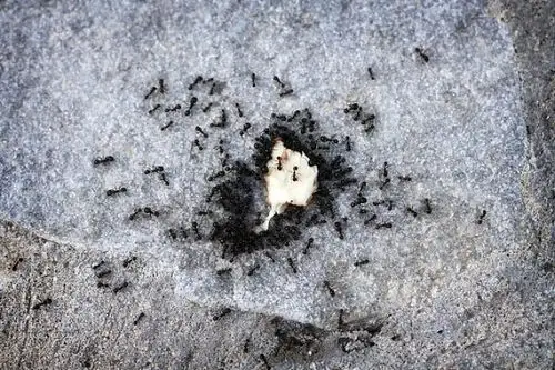 工蚁图片_全景网