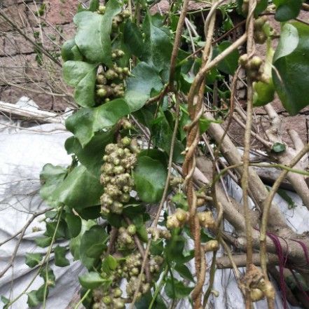 落葵和藤三七的区别 三七和藤七有什么区别