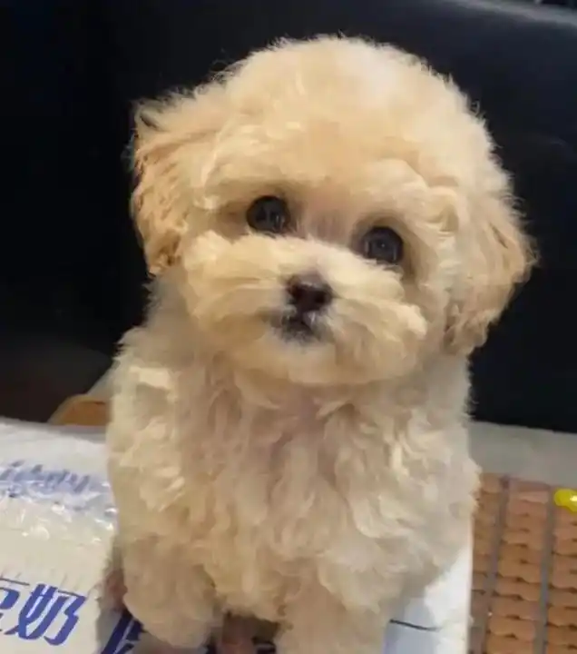 小体香槟色泰迪犬幼犬蹲家长1800一只.超级可爱的香槟色小泰 - 抖音