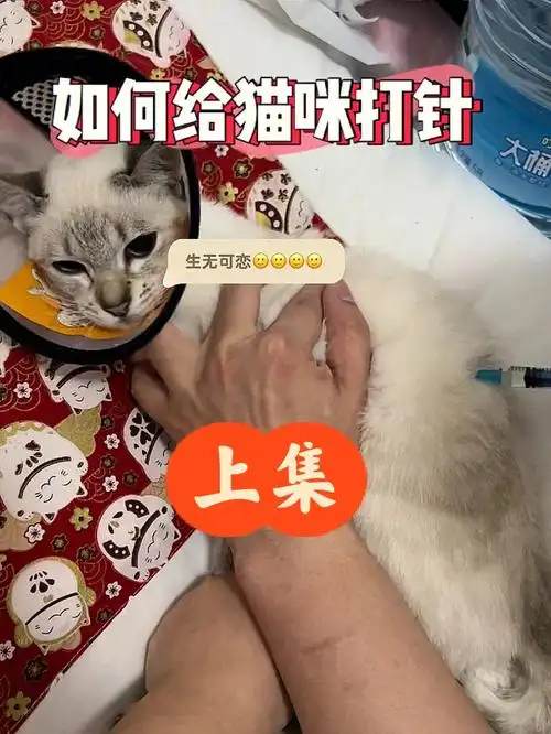 干性猫传腹治疗如何给猫咪打针441上集